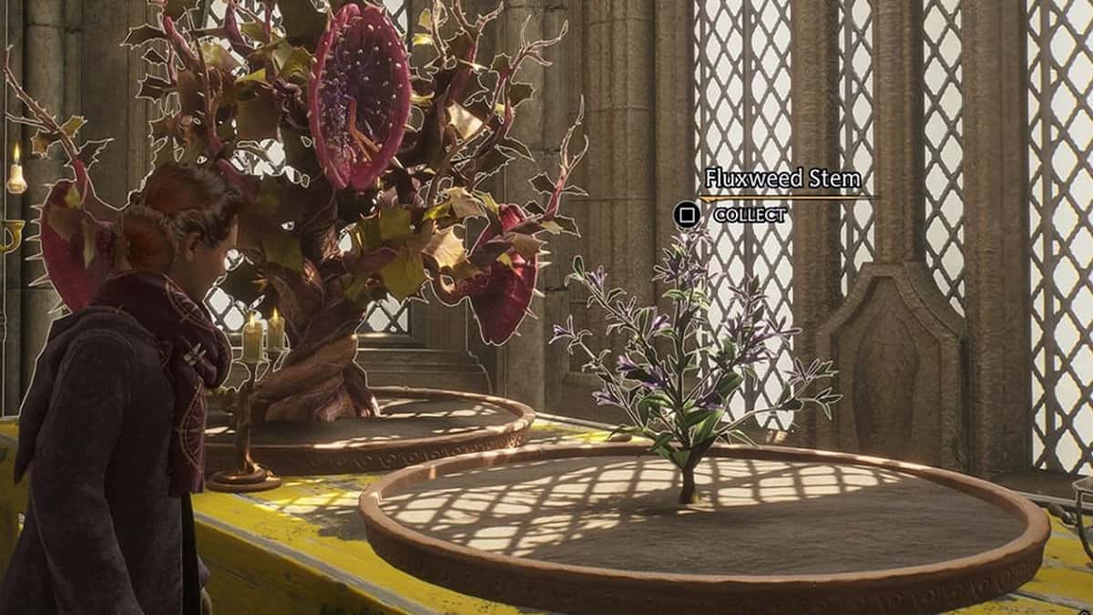 Hogwarts Legacy : Comment obtenir la tige de Fluxweed