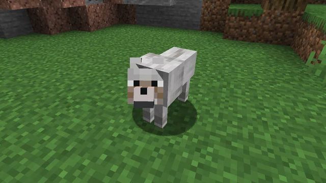 Minecraft : Comment élever des loups